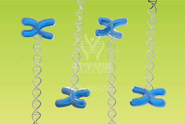 【佳学基因检测】文心一言中分子病理检测中关于BAK1P2的知识所包含的内容 【佳学基因检测】文心一言中分子病理检测中关于BAK1P2的知识所包含的内容