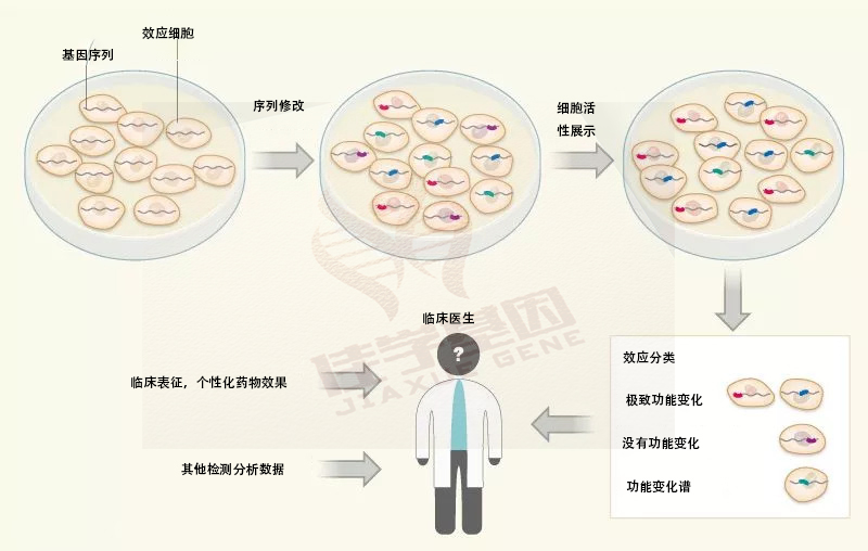 【佳学基因检测】开发高速验证基因解码结果的技术:基因检测加速退出 【佳学基因检测】开发高速验证基因解码结果的技术:基因检测加速退出
