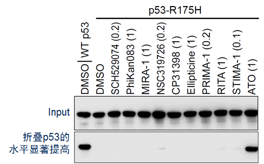 【佳学基因检测】基因解码如何根据肿瘤致病基因设计和寻找新型肿瘤靶向治疗药物? 【佳学基因检测】基因解码如何根据肿瘤致病基因设计和寻找新型肿瘤靶向治疗药物?