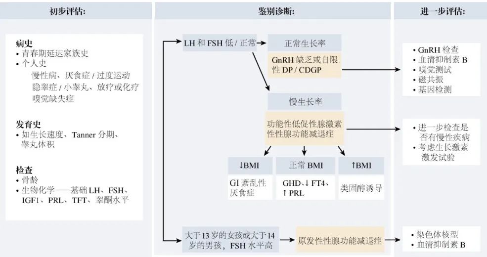 【佳学基因检测】青春期延迟的多种表现及其基因解码、基因检测的重要作用 【佳学基因检测】青春期延迟的多种表现及其基因解码、基因检测的重要作用