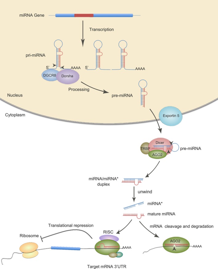 【佳学基因检测】精神分裂症基因检测中的miRNA检测及miRNA药物