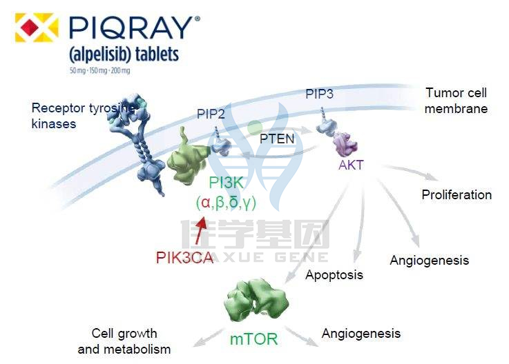 【佳学基因检测】立体基因组学所需要的ARID3A知识来源