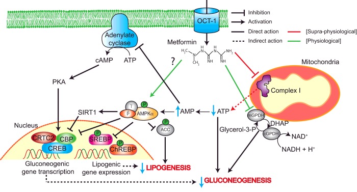 【佳学基因检测】二甲双胍用药指导基因检测——药物作用靶点的基因解码分析