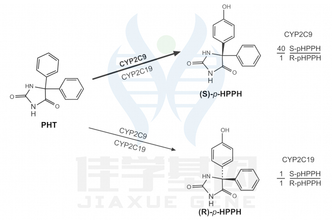 【佳学基因检测】DBP基因测试的作用
