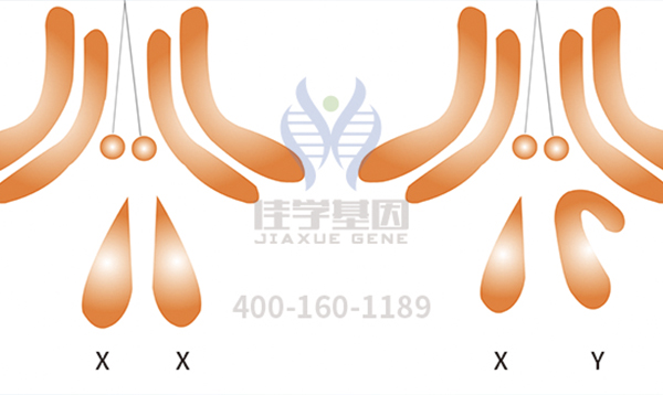 【佳学基因-基因检测】基因异常导致染色体病,基因解码助力有效防治 【佳学基因-基因检测】基因异常导致染色体病,基因解码助力有效防治