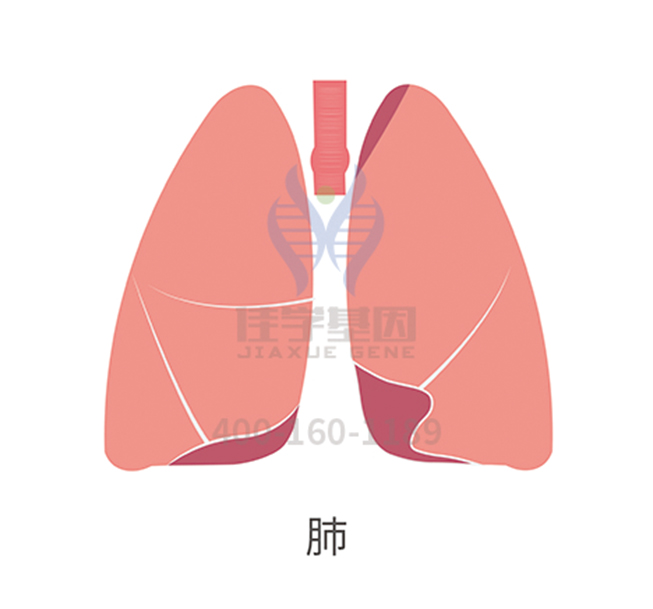 【佳学基因检测】小细胞肺癌基因解码、基因检测