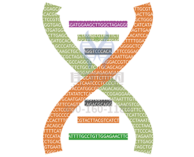 【佳学基因检测】语义记忆力基因解码、基因检测 【佳学基因检测】语义记忆力基因解码、基因检测