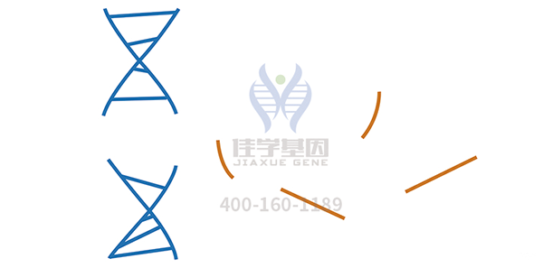 【佳学基因检测